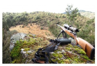 Hunting Gun sighted